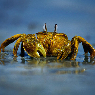  Crab 