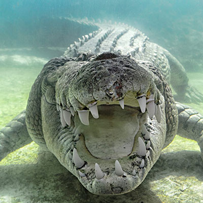 Crocodile