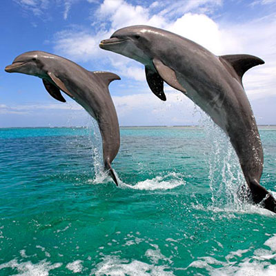 Dolphin