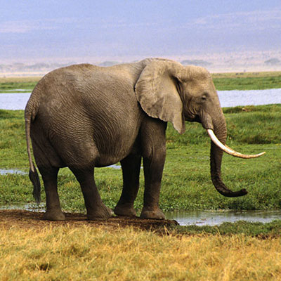 Elephant
