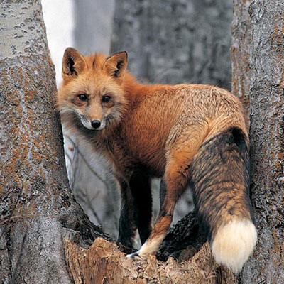 Fox