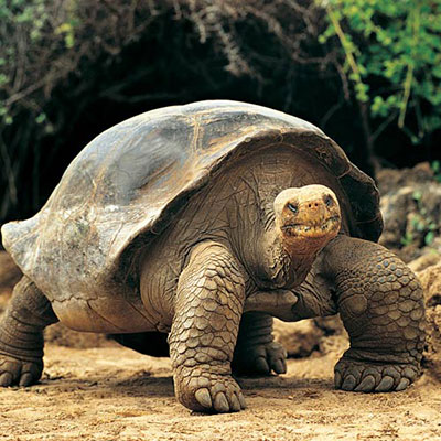 Giant Tortoise