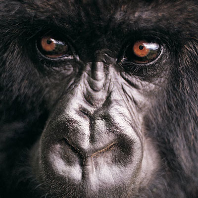 Gorilla