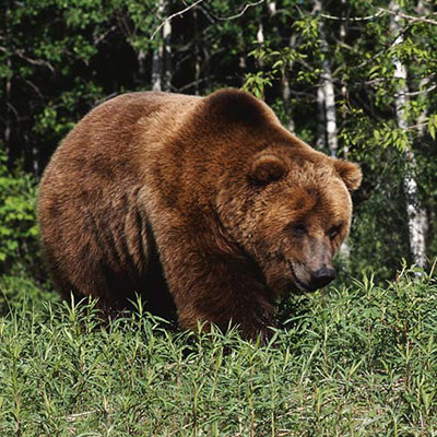 Grizzly Bear