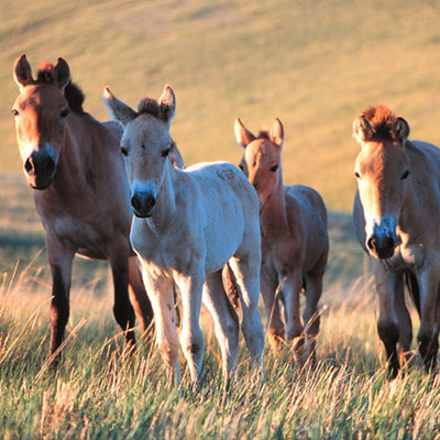 Horse