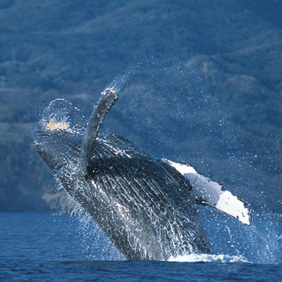  Humpback Whale 