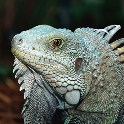 Iguana 