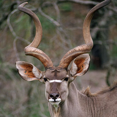 Kudu
