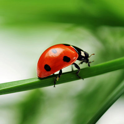 Ladybird 