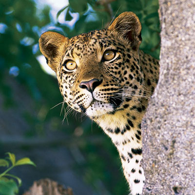  Leopard 