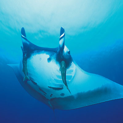 Manta Ray