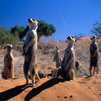  Meerkat 