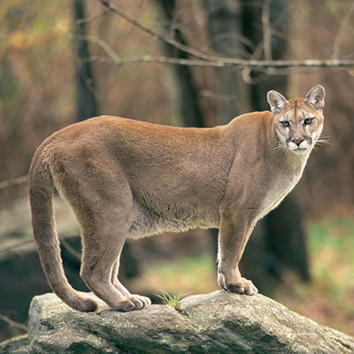  Mountain Lion 