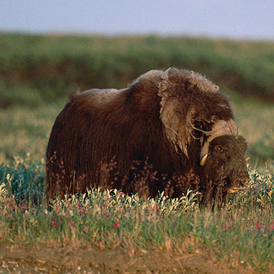 Musk Ox