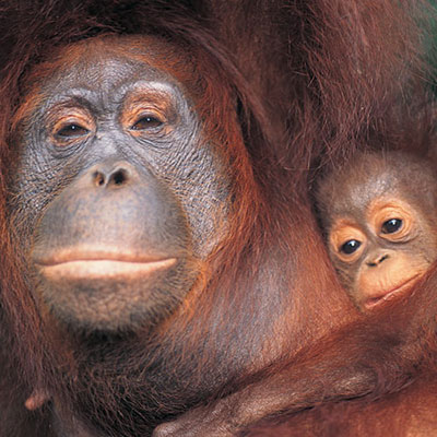 Orangutan