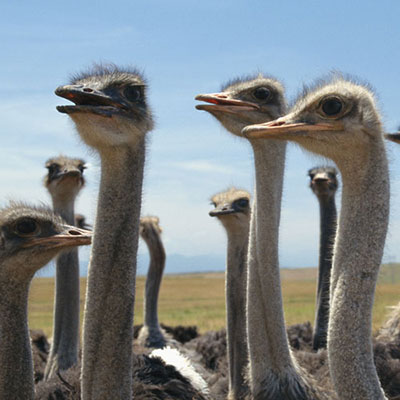 Ostrich