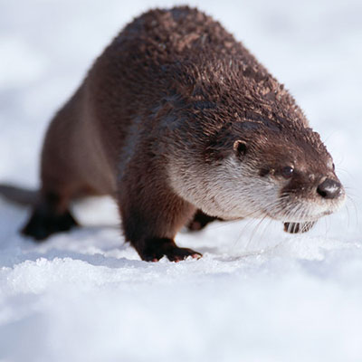 Otter