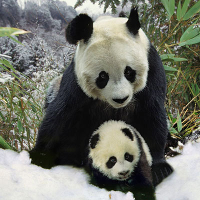 Panda