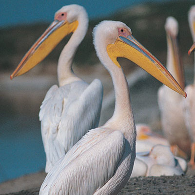 Pelican