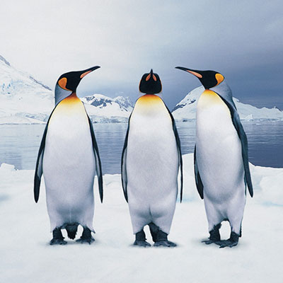  Penguin 