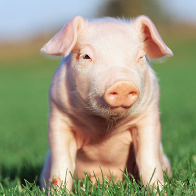  Pig 
