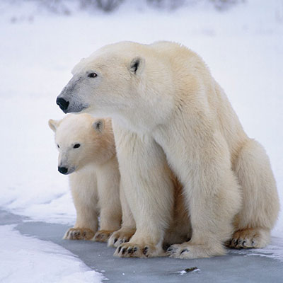Polar Bear