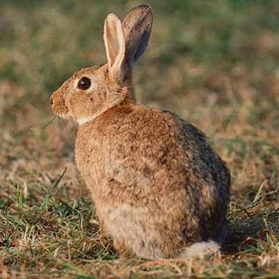Rabbit