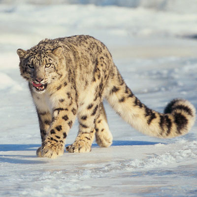 Snow Leopard