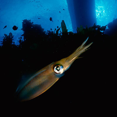 Squid