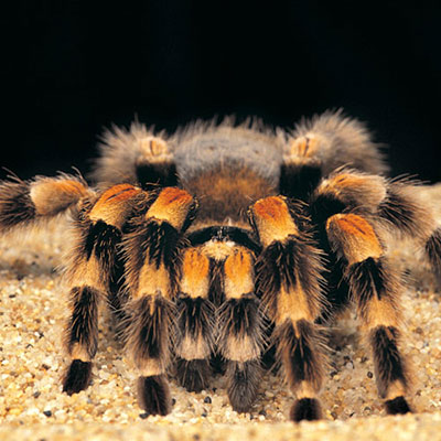  Tarantula 