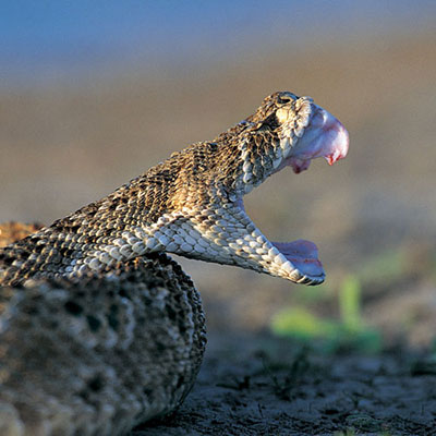 Viper