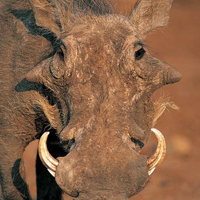 Warthog