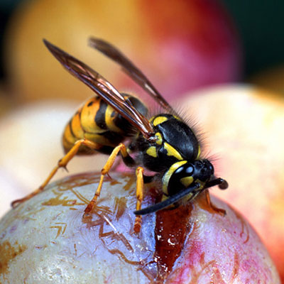  Wasp 