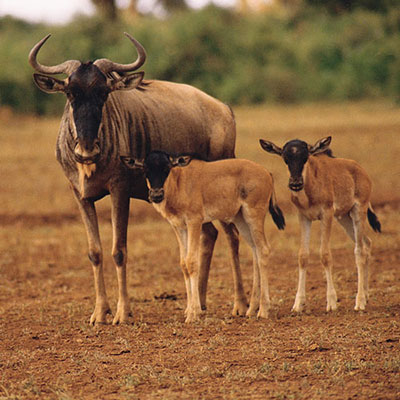 Wildebeest