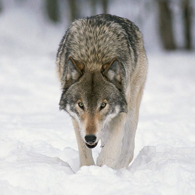 Wolf