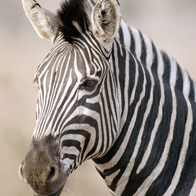 Zebra