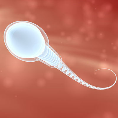 Sperm