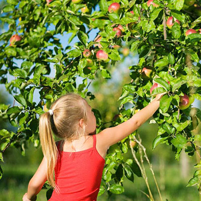  Fruit Picking 