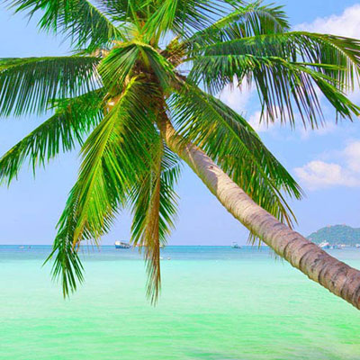 Palm Tree