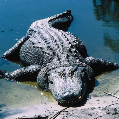 Alligator
