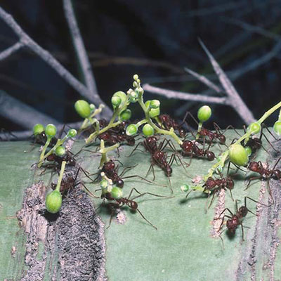 Ants