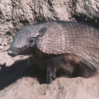  Armadillo 