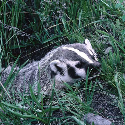 Badger