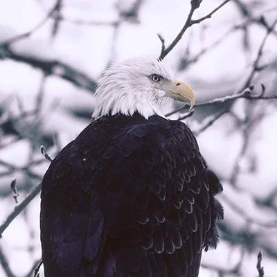 Bald Eagle
