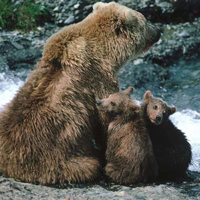  Bear 