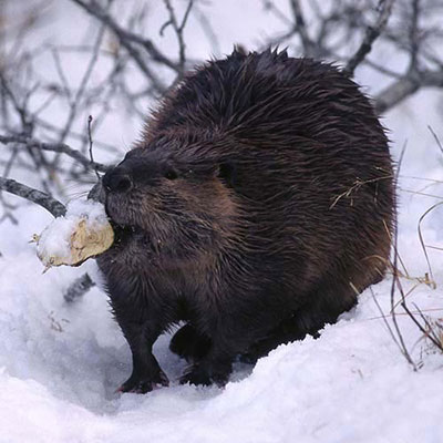 Beaver