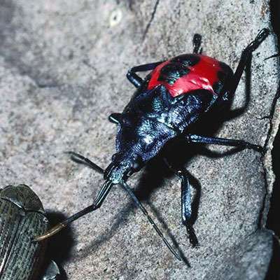 Beetle