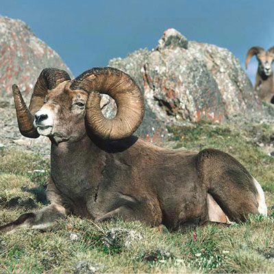  Bighorn 