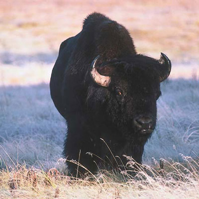 Buffalo