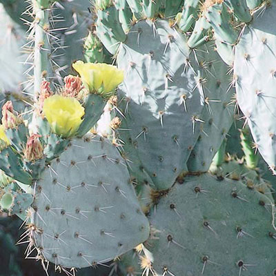 Cactus